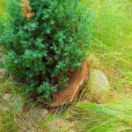 Kettu Holl Taipalsaari