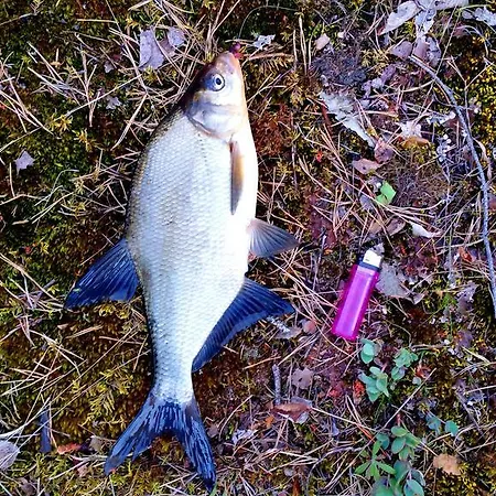 科图霍尔度假屋