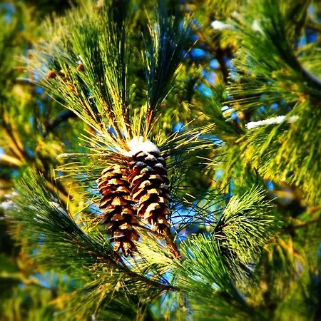 بيت للعطل Kettu Holl *