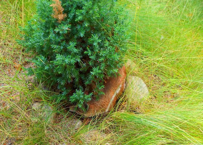 Kettu Holl Тайпалсаари