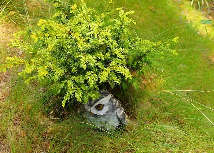 Kettu Holl * Тайпалсаари