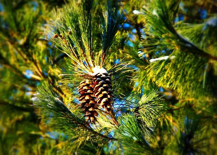 Дом отдыха Kettu Holl *